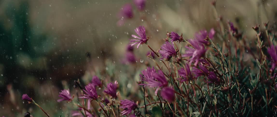 Closeup of snows falling on pink flowers in the morning