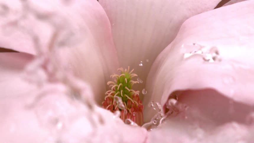 Water falling and splashing inside a flower