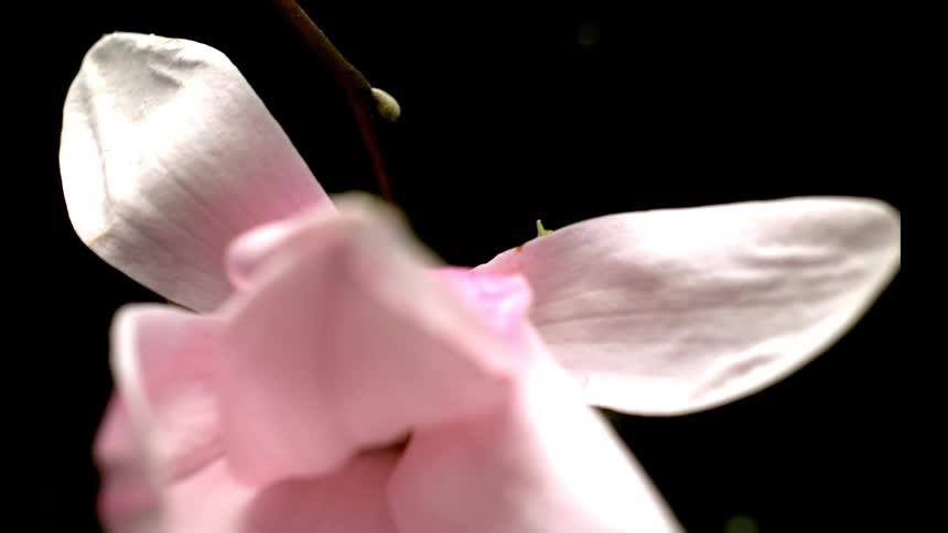 Drops are falling behind a pink flower