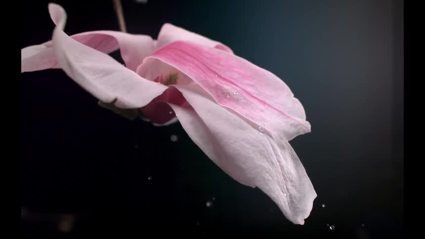 A delicate pink and white flower petal hangs against a dark background showing tiny water droplets