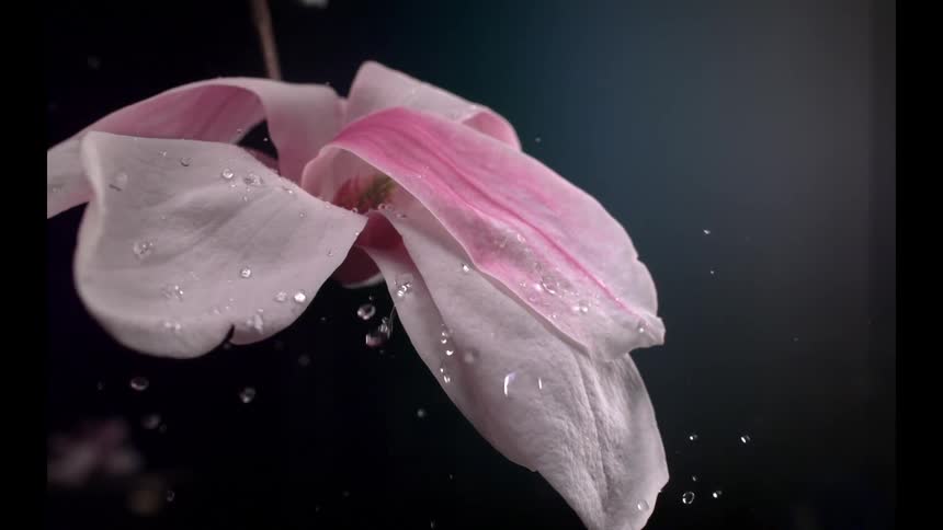 A white and pink flower petal being hit by clear water droplets a dark featureless background