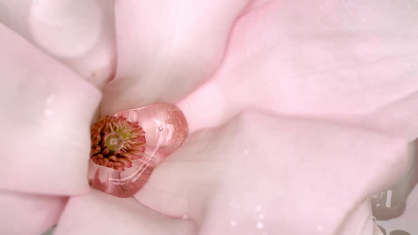 An extreme closeup macro shot focuses on the center of a flower with soft pink and white petals where a large clear water droplet rests