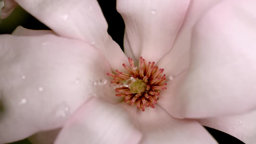Water is dripping on the pink flower