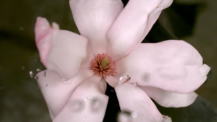A single pale pink magnolialike flower has drops splash onto its petals and center stamen