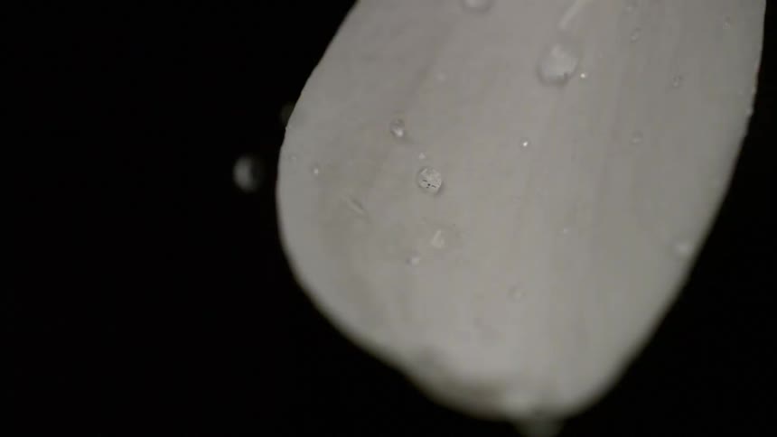 Water droplets falling on to the surface of a light colored petal