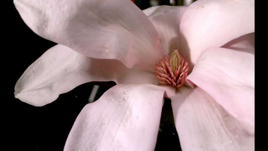 Water is falling on the pink flower