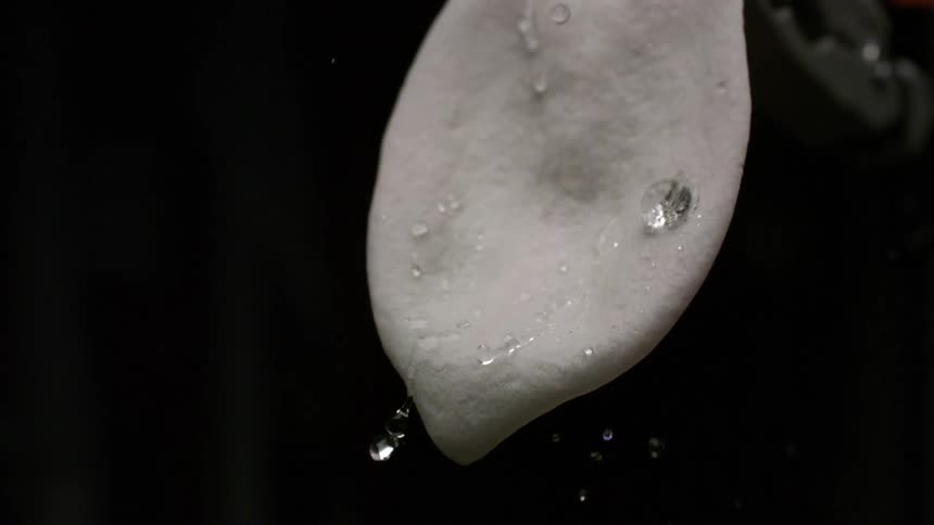 Rainwater trickles down a plant leaf in the wild glistening as droplets slide along its surface
