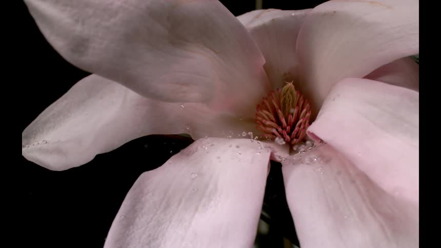 A close view of a large pink magnolia flower receiving water droplets that bead up and roll across the smooth petals against a black studio backdrop