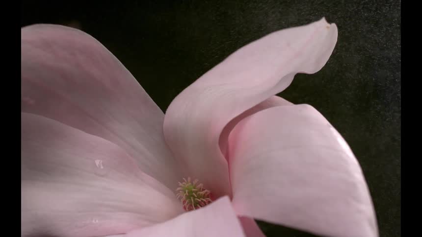 This is a closeup highcontrast shot of a delicate pale pink flower possibly a magnolia or lily set against a dark background the details of the petals including a water droplet and the bright green stamen at the center are clearly visible