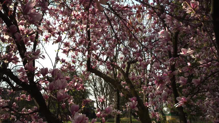 A view of some pink flowers growing on trees