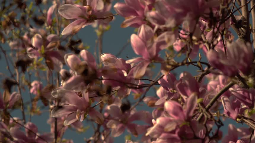 A cherry tree is blossoming with pink flowers in the spring