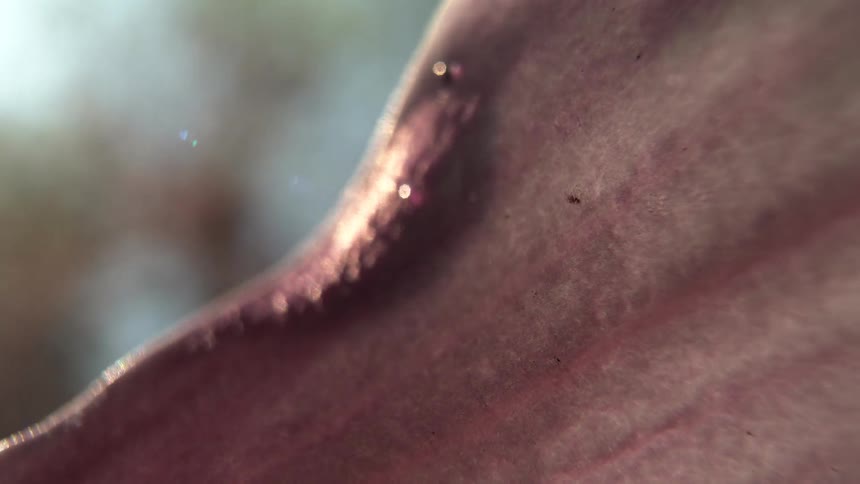 The pink flower petal slowly falls in the yard