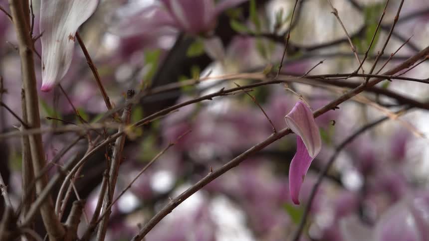 Pink petals hang from thin branches amid blurred blossoms in the background