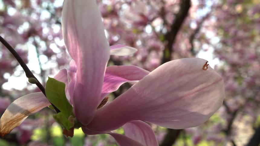 Pink flower in closeup reveals sunlit petals