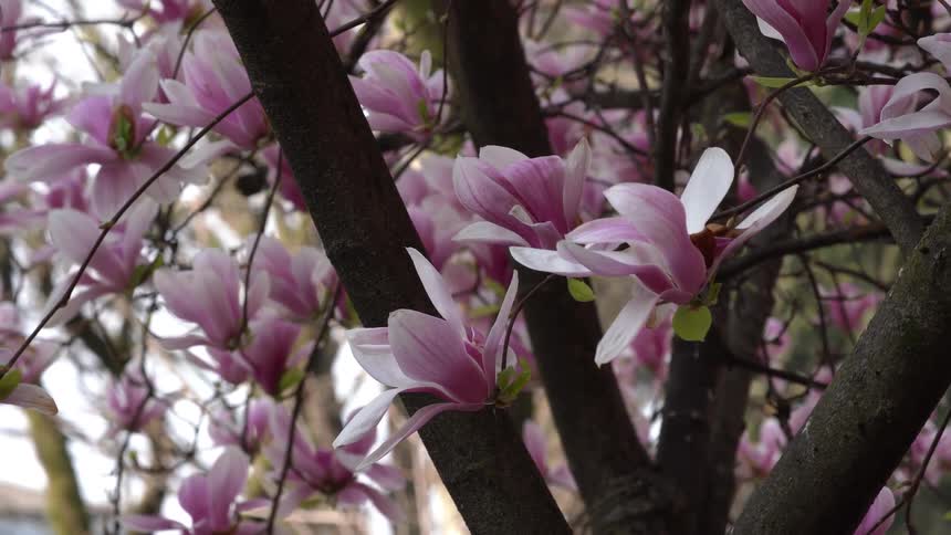 Cheery blossoms on trees move in the breeze