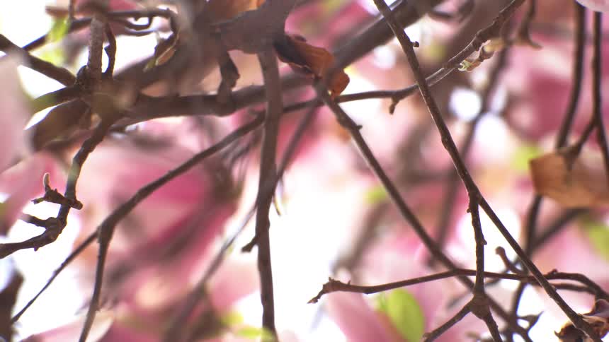 A close up view of branches on a tree