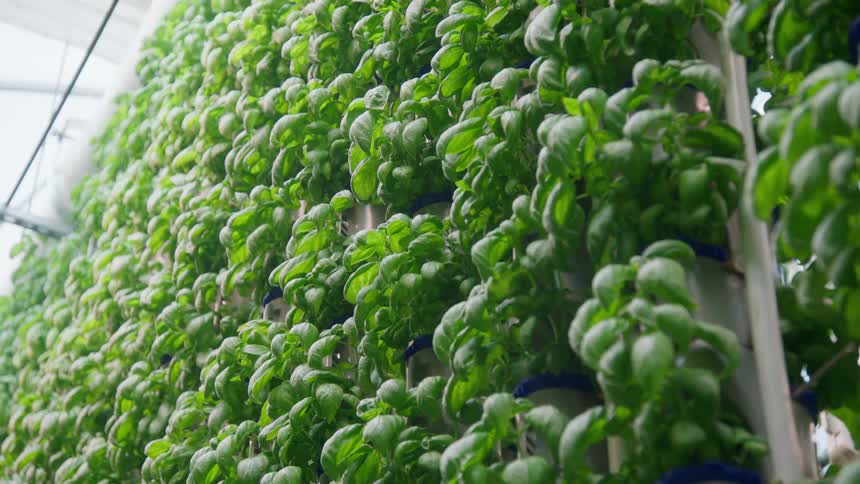 Basil is growing on vertical racks in a greenhouse