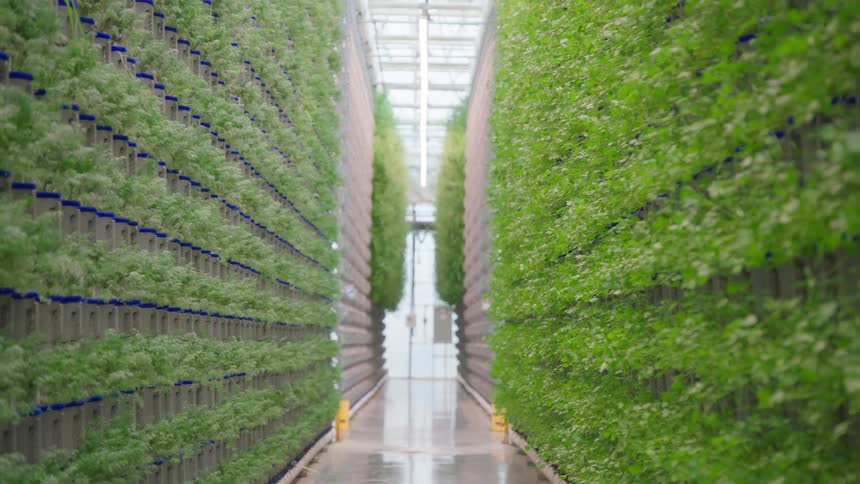 A large greenhouse has rows of tall hydroponic walls growing plants