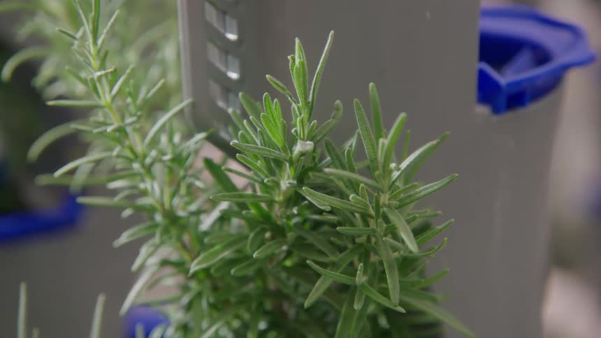 A close view of healthy green rosemary herbs growing vertically out of a gray aeroponic tower column in a controlled indoor farm