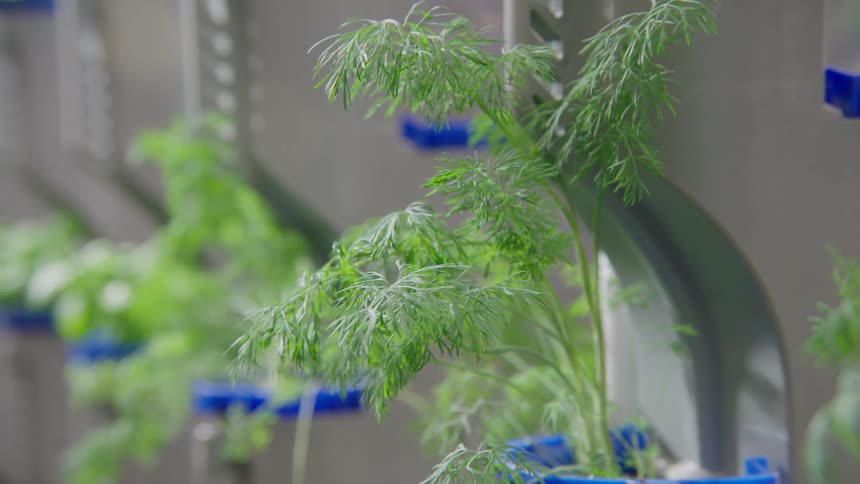 Plants are being grown in a greenhouse on racks