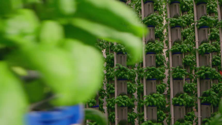 A closeup shot of basil plants in the foreground moves to reveal an extensive indoor vertical farm wall densely packed with numerous columns of bright green basil growing in a modern hydroponic system