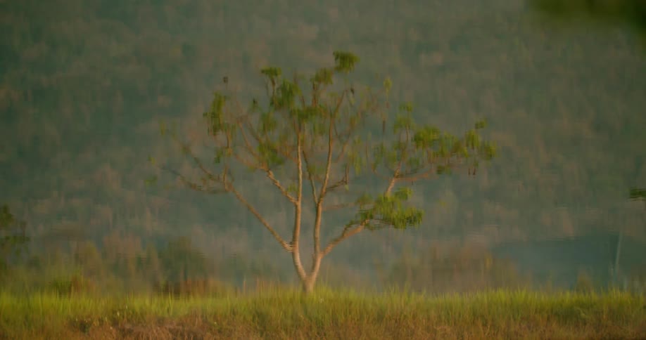 A lone tree in a savanna with a large green field behind it