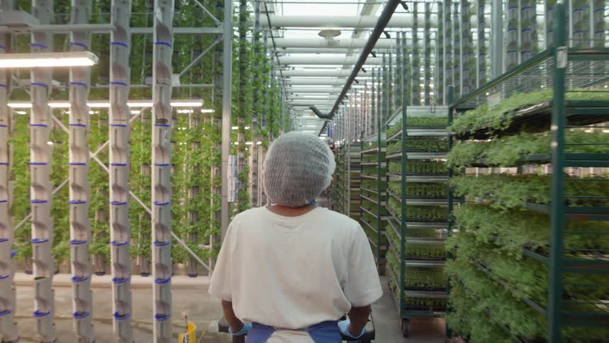 A worker wearing a hairnet and apron pushes a cart between rows of vertical hydroponic plant systems and shelving units in a brightly lit industrial greenhouse