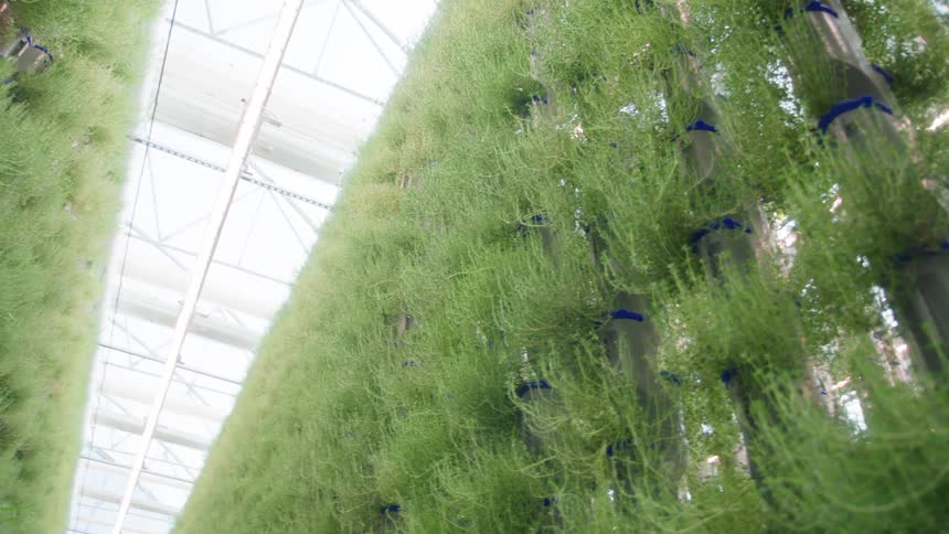 Long bright green cascading plants grow on vertical support columns inside a large brightly lit hydroponic greenhouse structure