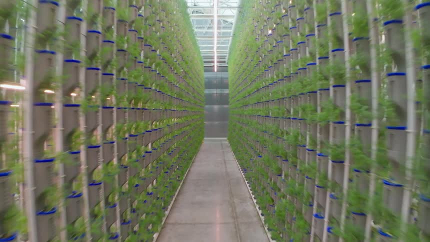 A tracking view down a narrow central corridor between immense parallel walls of vertical hydroponic plant towers in a modern facility