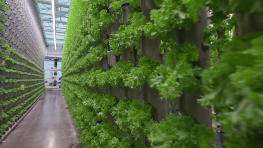 Rows of herbs are growing vertically in a greenhouse