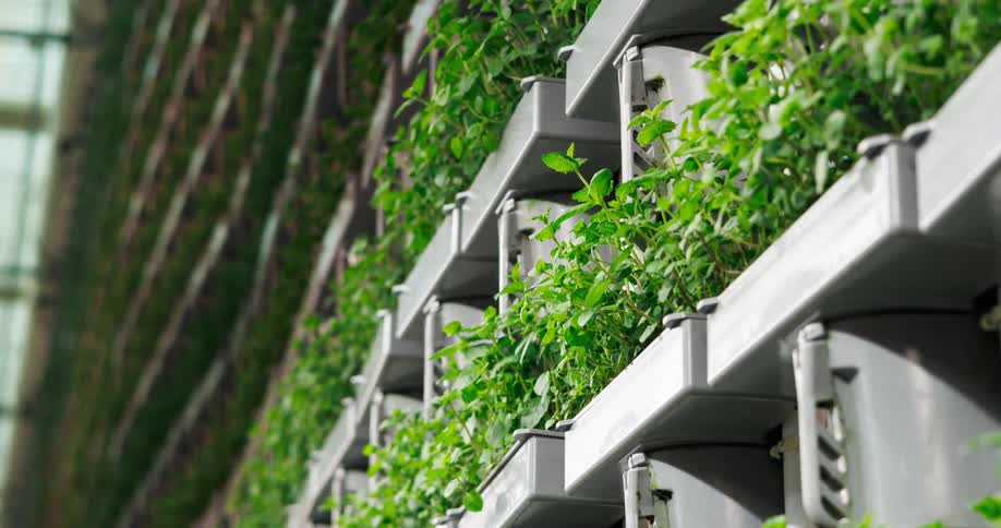 The shelves in the greenhouse are full of green plants