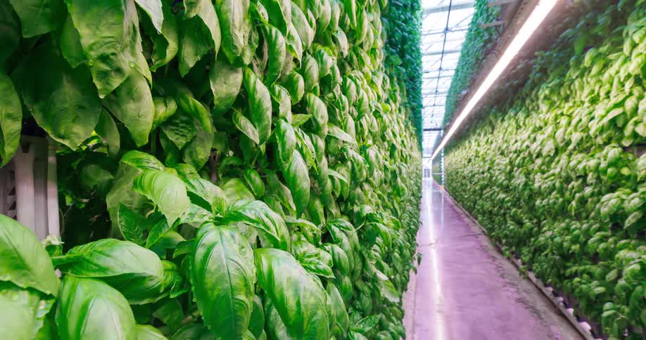 This video shows a long narrow aisle separating towering walls of lush green basil plants in a vertical farming facility the lighting alternates between natural brightness and a dimmer state highlighting the innovative controlled environment agricult