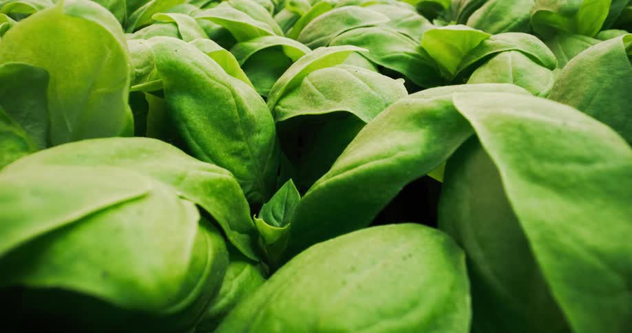 Flies move around spinach plants as the sun moves during the day