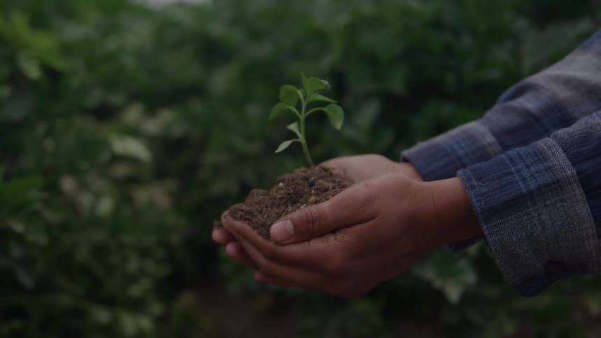 A persons cupped hands holding a small mound of dark soil from which a tiny green sapling is growing positioned against a blurred background of green vegetation