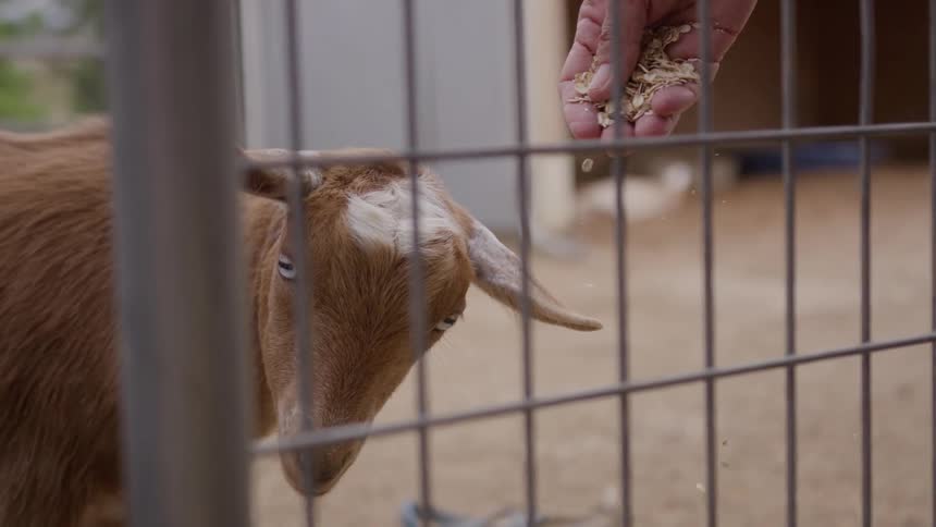 A close view shows a young brown goat with blue eyes approaching a wire fence to eat grain from a persons outstretched hand