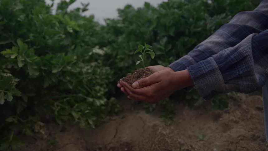 A close view shows a farmer holding a small green plant and soil in cupped hands while kneeling in a field of lush dark green foliage