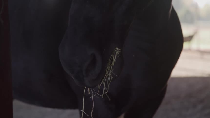 A farmer feeds a dark colored horse by handing it a bundle of hay inside a dimly lit barn