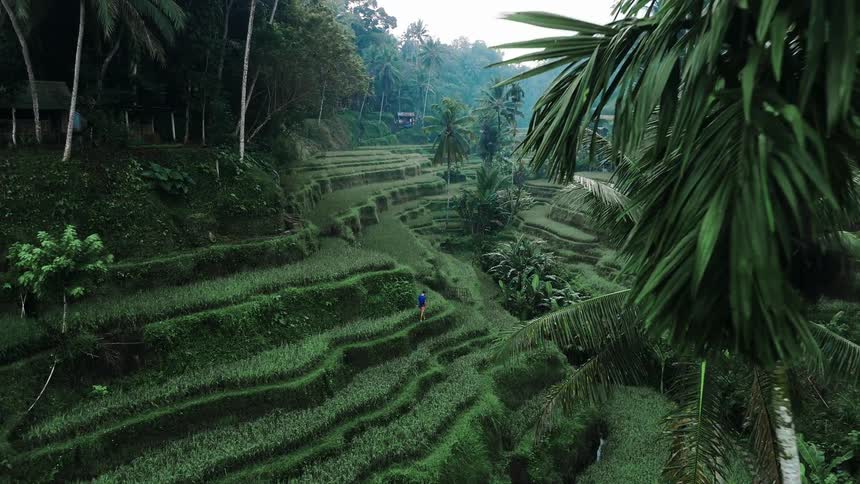 Aerial view of vibrant green rice terraces surrounded by lush tropical jungle