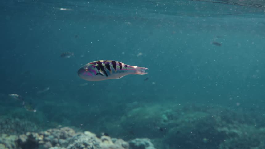 This video shows a small vividly colored fish swimming gracefully underwater near the surfaceit has a light body with distinctive broad dark vertical stripes and appears to be a species of wrasse possibly a juvenile of the species