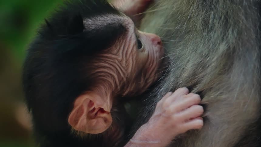 An infant monkey with black hair and paleskinned features is filmed in a closeup as it holds onto the thick gray fur of its mother