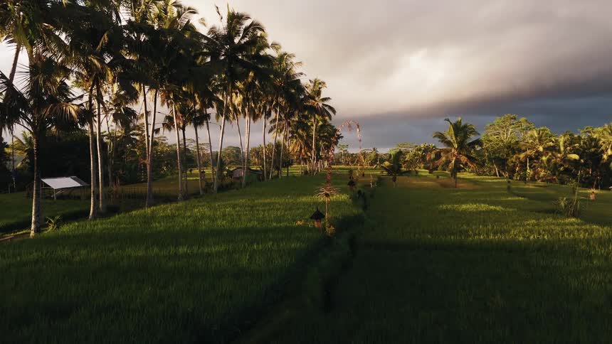 A lush green rice field stretches beneath tall palm trees under a dramatic cloudy sky