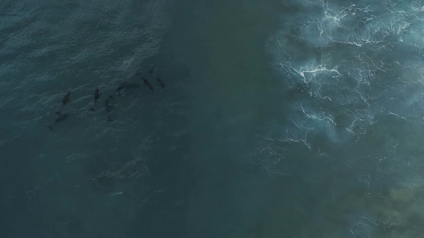 An overhead view of the ocean shows a group of dark dolphins swimming together through the deep blue water near a patch of churning white surf and light blue water