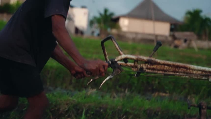 A farmer in a dark shirt and shorts operates a rusty tiller machine through a wet grassy field with rural buildings visible in the background