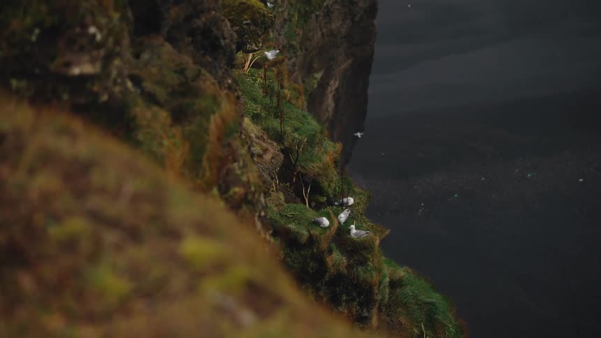 A group of white seabirds rests on a dark mossy steep cliff face overlooking a vast dark expanse below