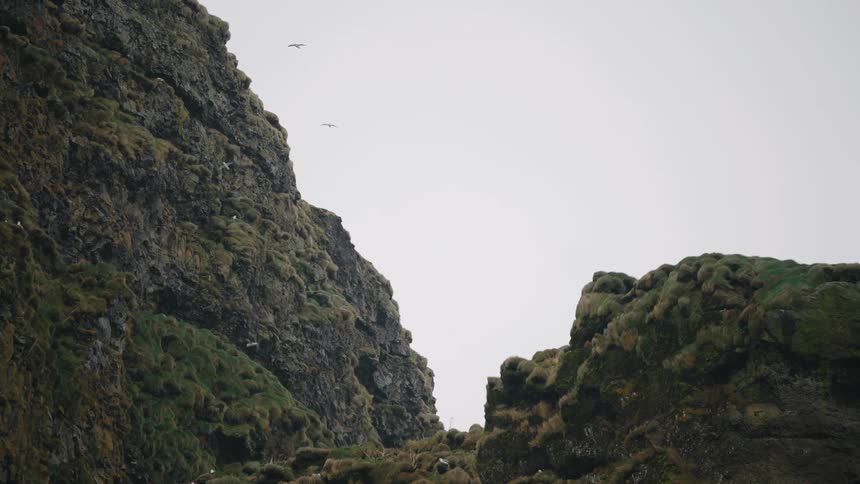 Seagulls flying over rocky mountains