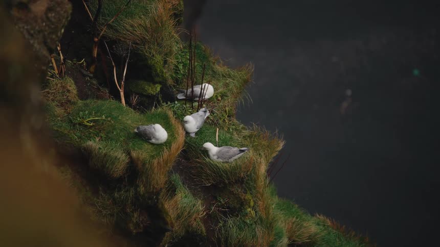 Seagulls resting on grassy cliffside overlooking dark waters in peaceful coastal setting