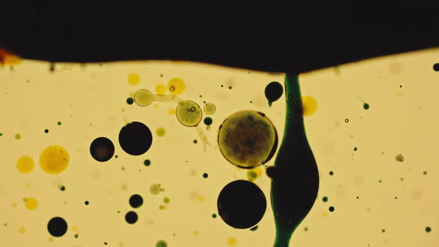 Colorful oil droplets suspended in liquid under microscope