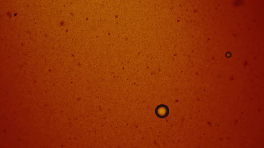 A close view shows an abstract textured field of burnt orange with various dark circles and small specks slowly floating and drifting across the frame