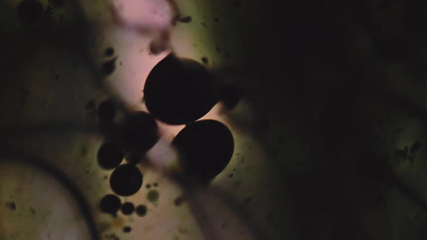 Dark circular shapes float in illuminated liquid creating an abstract contrast