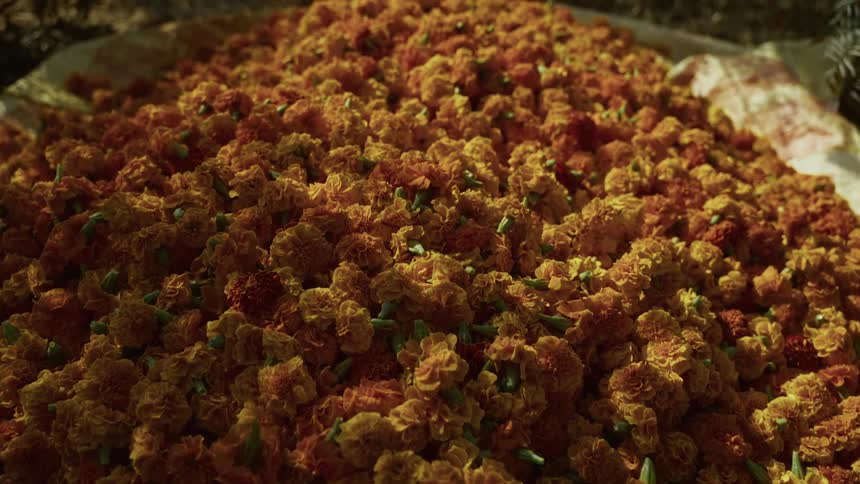 The frame is filled with a large pile of freshly harvested orange and yellow marigold blossoms likely intended for garlands or offeringsthe texture is dense with petals and the bright colors suggest a setting in warm sunlight at a market or vendors